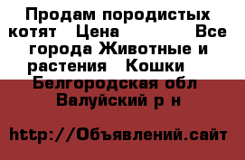 Продам породистых котят › Цена ­ 15 000 - Все города Животные и растения » Кошки   . Белгородская обл.,Валуйский р-н